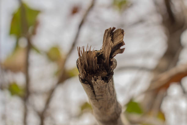 Thick roots growing from hillside in Payson Canyon, Utah