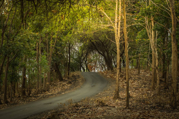 The curved path is slightly higher and climbs upwards