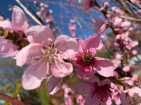 Bee pollinating pink nectarine flowers