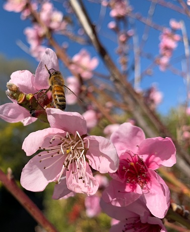 Bee pollinating pink nectarine flowers