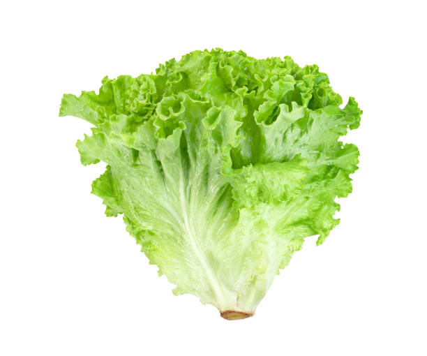 istock Lettuce leaf isolated on white background ,Green leaves pattern ,Salad ingredient 1639414375