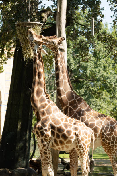 istock Giraffes eating, walking in the zoo. 1639427385