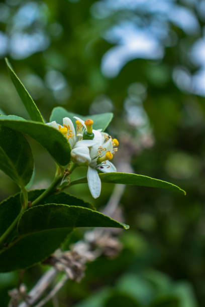 istock Vibrant Green Leaf with Lemon Flower in Natural Wildlife Setting 1639428468