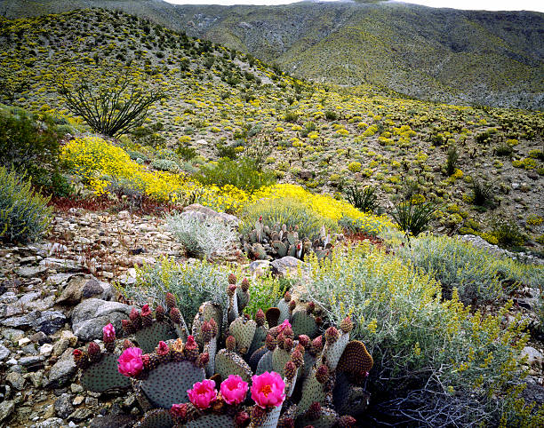 istock Blooming Desert, Anza-Borego, California 163943163