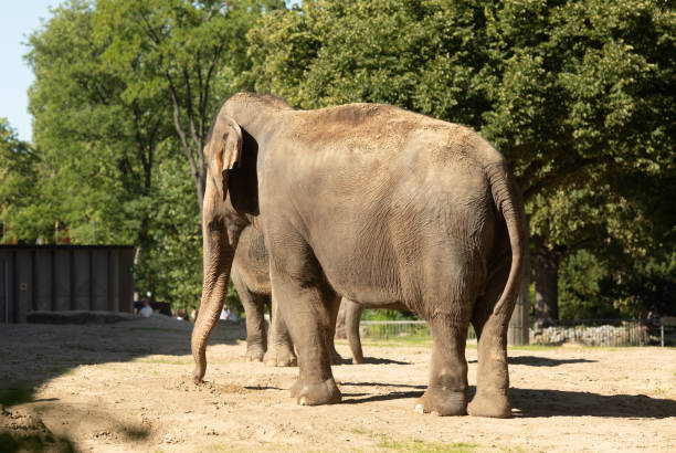 istock Adult elephant walking in Zoo. 1639431705