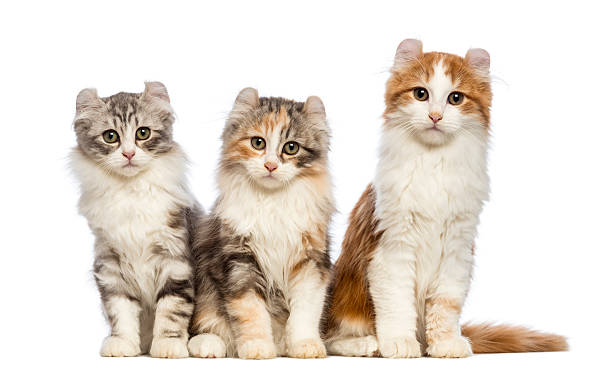istock Three American Curl kittens, 3 months old, sitting 163943333
