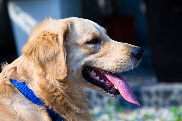 Golden Retriever - foto stock