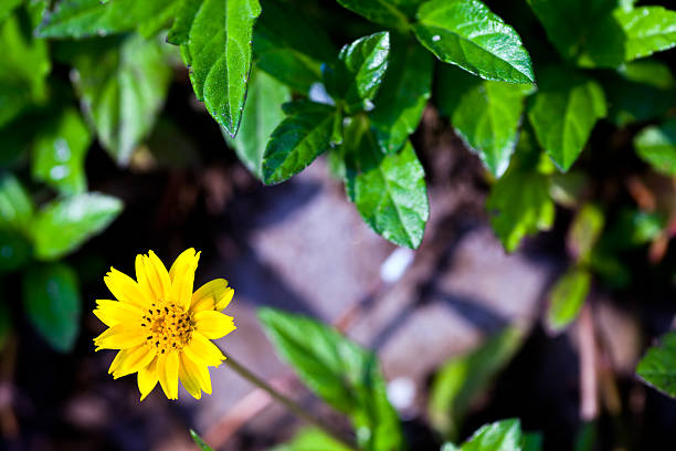 Fiore selvatico - foto stock