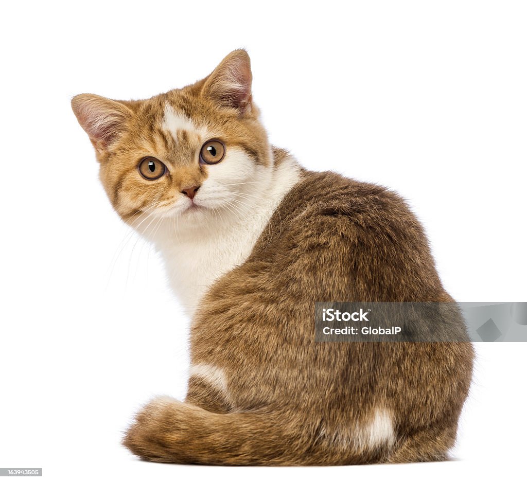 Rear view of a British Shorthair kitten, 3.5 months old Rear view of a British Shorthair kitten, 3.5 months old, sitting and looking at the camera in front of white background Domestic Cat Stock Photo