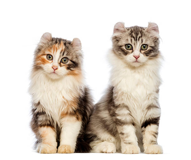 istock American Curl kitten, 3 months old, sitting 163943508