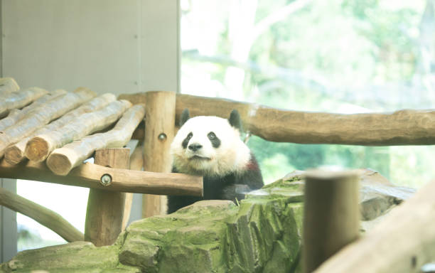 istock Giant panda, Ailuropoda melanoleuca resting on a tree branch. 1639438565