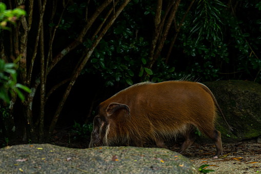 The red river hog (Potamochoerus porcus) behind the rock. It is a wild member of the pig family living in Africa, with most of its distribution in the Guinean and Congolian forests.