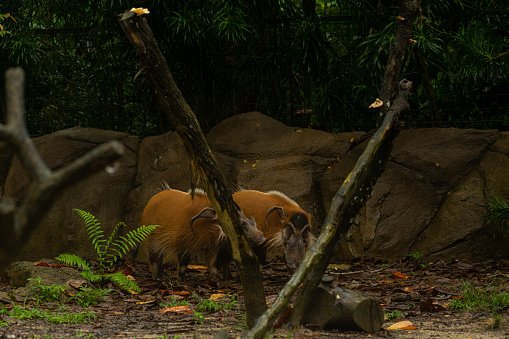 Image of two Red River Hog on soil ground walking in the Singapore zoo