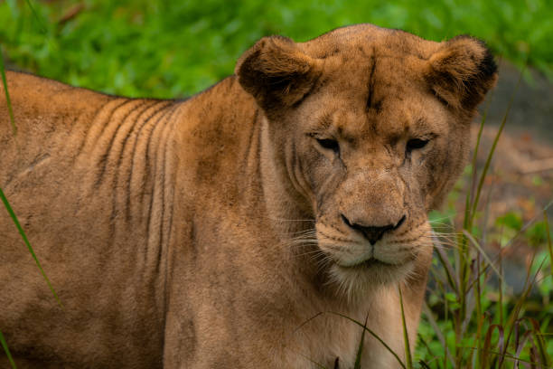istock Beautiful lioness in the wild 1639444874