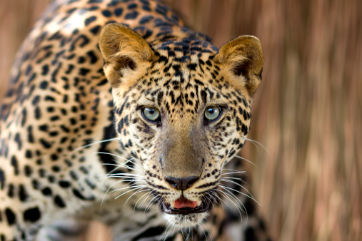 Close-up of portrait leopard