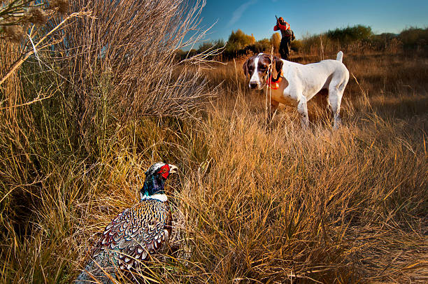 phesant apportierhund auf point - pheasant hunter stock-fotos und bilder