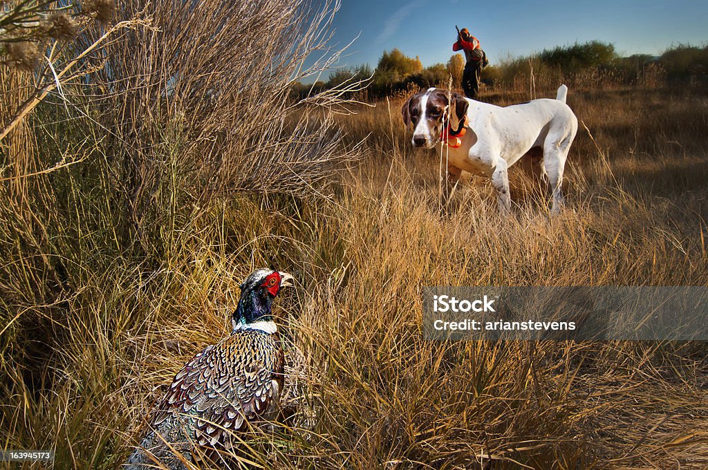 Phesant perro cazador en punto - Foto de stock de Faisán - Ave de caza libre de derechos