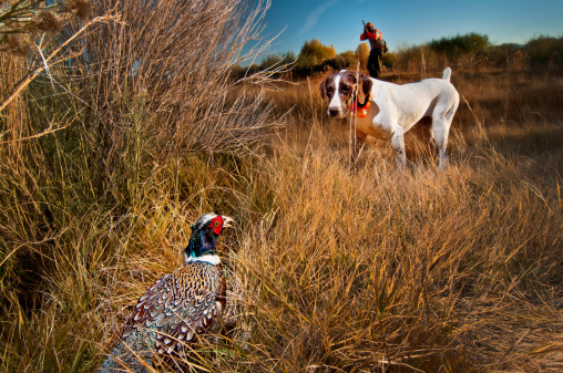 Group of Pheasant roosters flying off or looking around at alert for what they see as harm