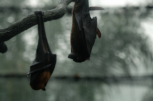 Two grey-headed flying foxes on the tree upside down during the rainy day, copy space for text, wallpaper