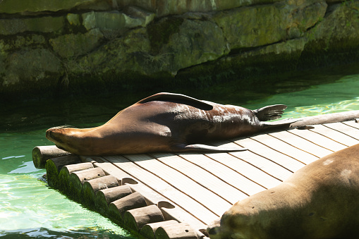 A sea lion sunbathing on a rock. Zoo.