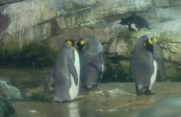 istock A penguin is in the zoo. 1639463832