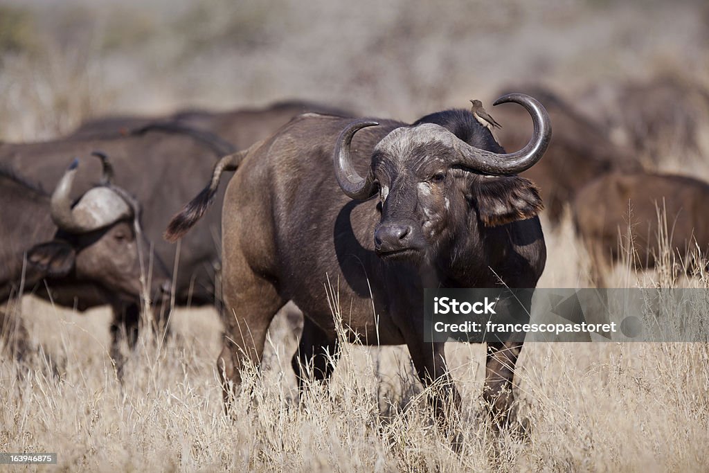 Buffalo in der Savanne mit Freund - Lizenzfrei Fotografie Stock-Foto