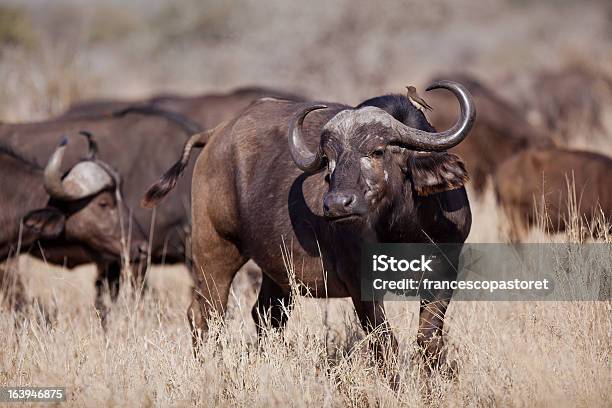Buffalo In Savanna Con Un Amico - Fotografie stock e altre immagini di Animale selvatico - Animale selvatico, Bocca di animale, Bovino