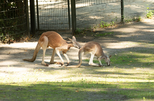 Two eastern grey kangaroos (macropus giganteus) standing outdoors.