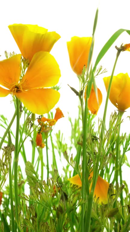 California Golden Poppy Flower