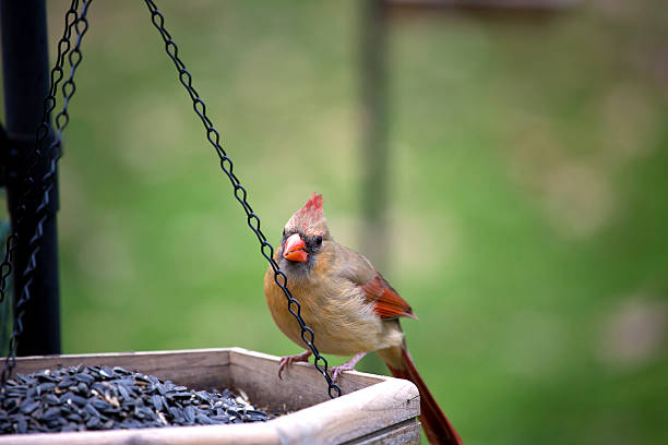 istock Cardinal Female sitting on feeder 163952416