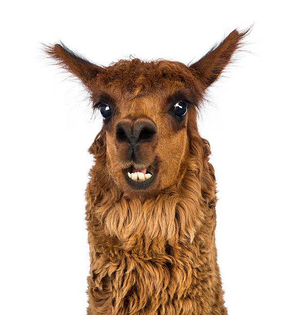 istock Close-up of Alpaca smiling against white background 163952580