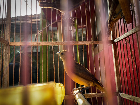 Sparrow in a cage
with sunlight.