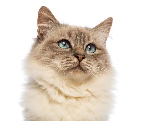 Close-up of a Birman looking up against white background