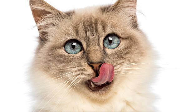 Close-up of a Birman licking against white background Close-up of a Birman licking against white background animal tongue stock pictures, royalty-free photos & images