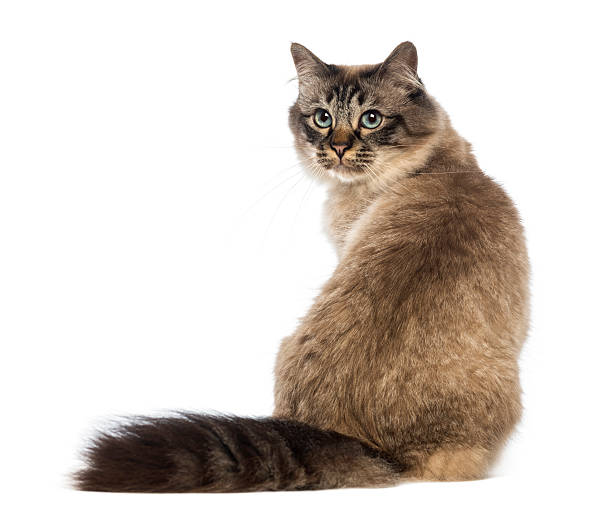 Rear view of a Birman sitting and looking back on white Rear view of a Birman sitting and looking back against white background looking over shoulder stock pictures, royalty-free photos & images