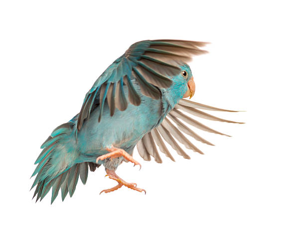 istock Pacific Parrotlet, Forpus coelestis, flying against white background 163952970