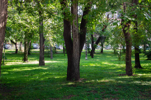 istock Green smooth lawn and trees in the park in summer 1639538779
