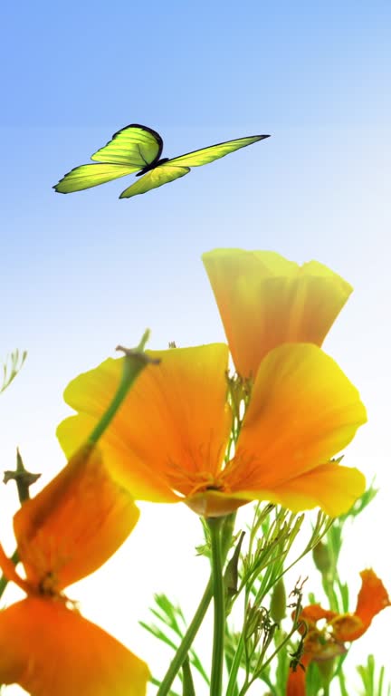 Blooming Golden Poppy Flowers and Butterflies