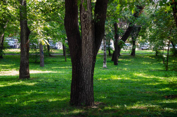 Green smooth lawn and trees in the park in summer. High quality photo