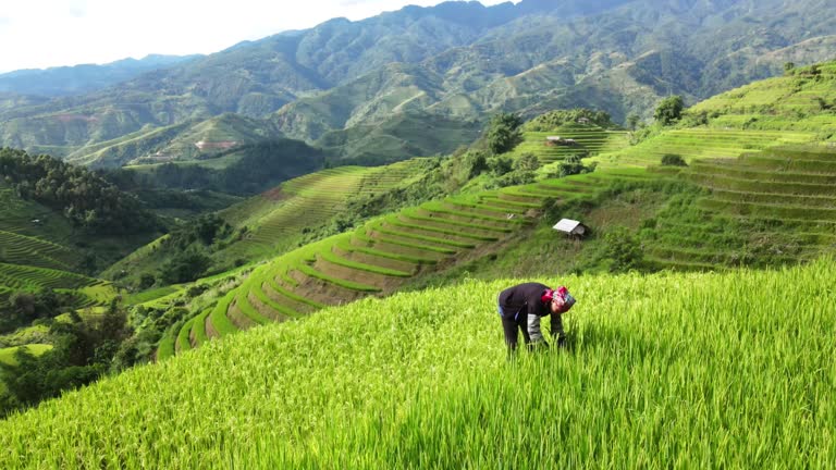 4K Vietnamese Farmer Working In A Paddy Field