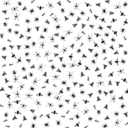 Vector background with insects isolated on white. Vector.