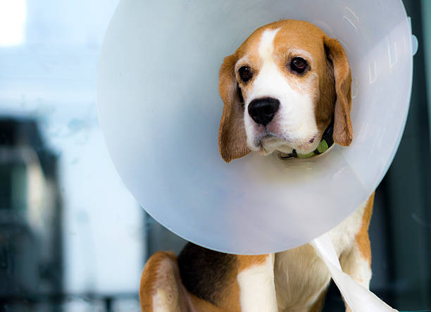 A beagle dog wearing a white head come stock photo