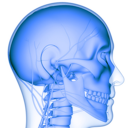 3D Illustration Concept of Human Skeleton System Skull Bone Parts Anatomy