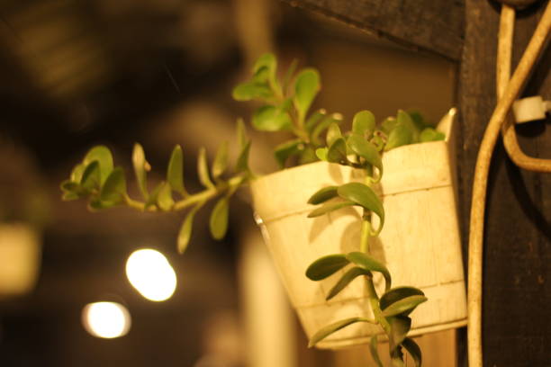 Hanging plants on the wall give the impression of beauty in a place