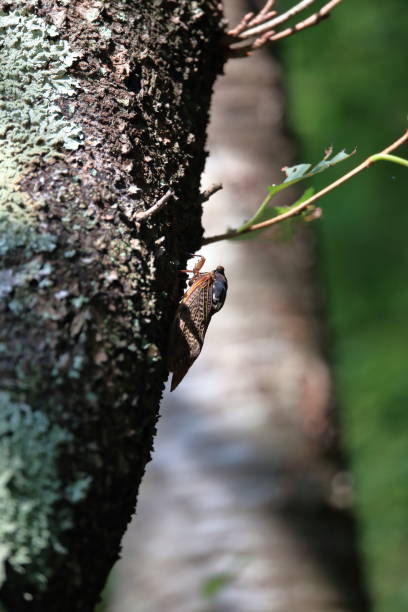 istock A beautiful forest with cicada perched on tree trunks and green leaves 1639620395