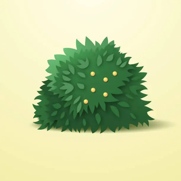 Vector illustration of An ornamental bush with berries to decorate a garden or park.