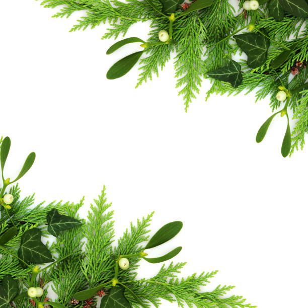 Natural Christmas Winter Greenery Background Border