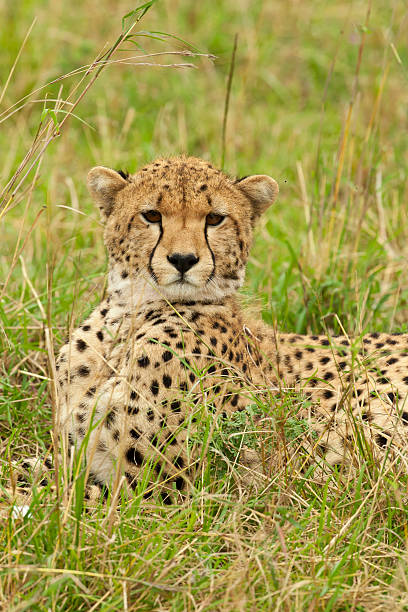 istock Cheetah in the Savannah 163966159