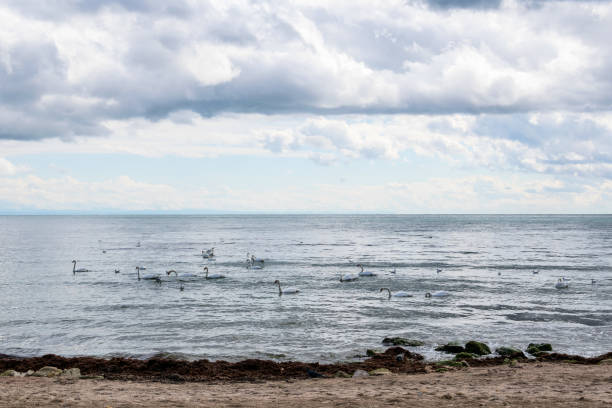 istock Swans floating along the seashore 1639679354