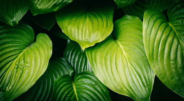 istock Large hosta bush in the garden in summer. 1639680416